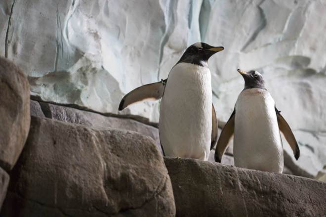 Dos pingüinos rey en el zoo de Hamburgo al que se van a mudar Stan y Olli